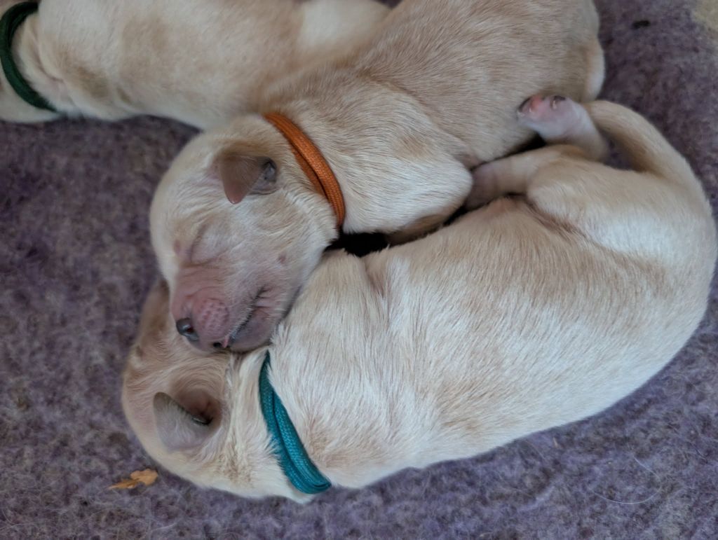 Des Puppys Goldens Love - Chiots disponibles - Golden Retriever