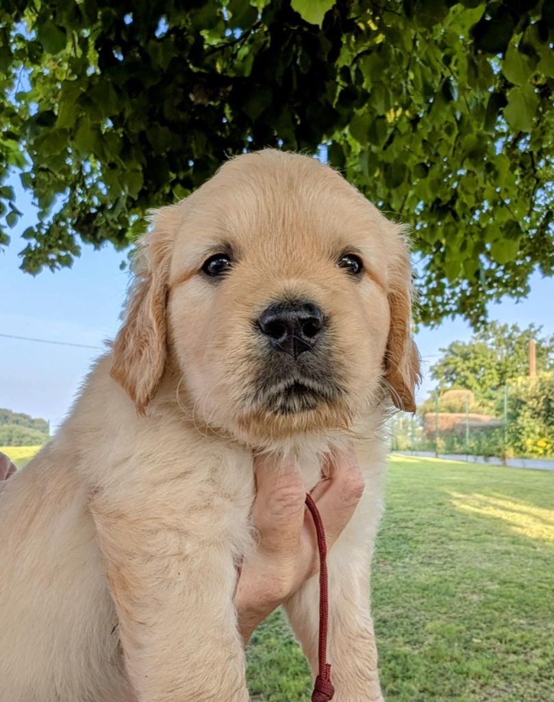 Des Puppys Goldens Love - Chiots disponibles - Golden Retriever