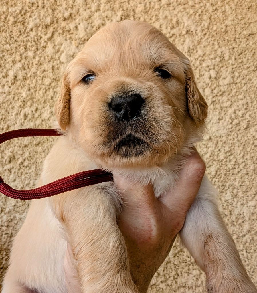 Des Puppys Goldens Love - Chiots disponibles - Golden Retriever