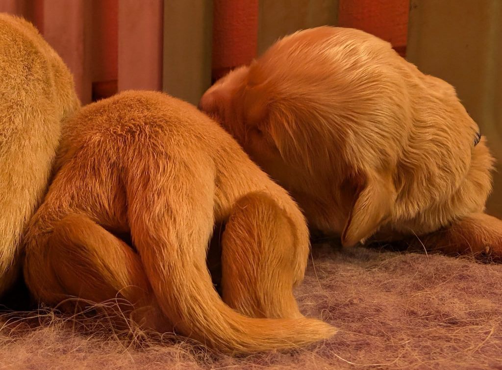 Des Puppys Goldens Love - Chiots disponibles - Golden Retriever
