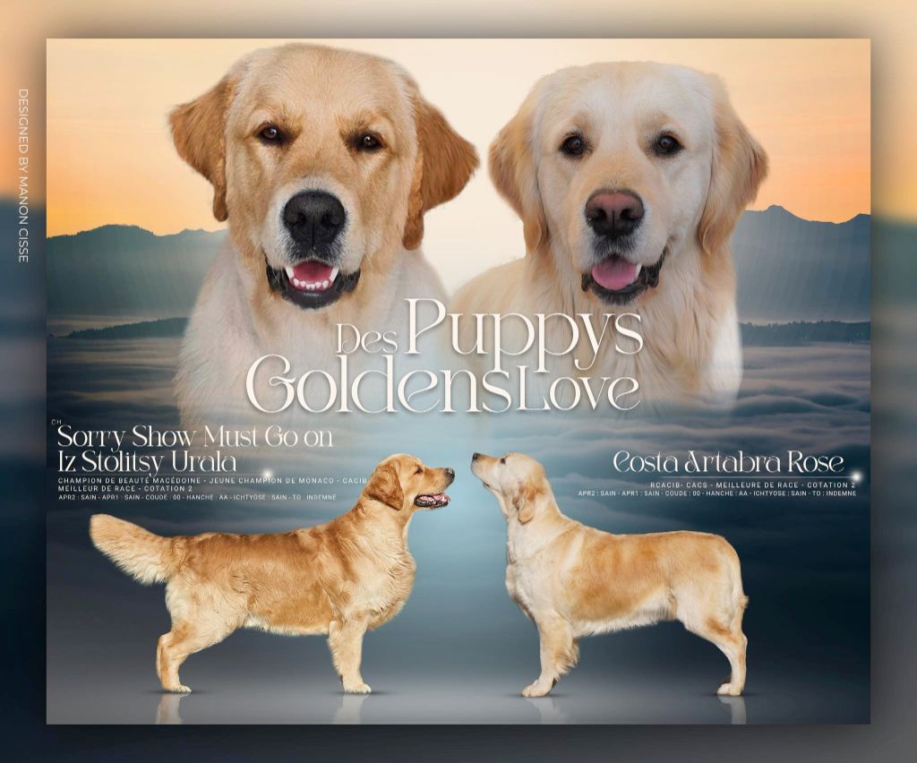 Des Puppys Goldens Love - Golden Retriever - Portée née le 07/05/2025