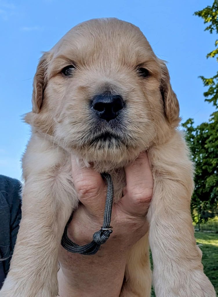 Des Puppys Goldens Love - Chiots disponibles - Golden Retriever