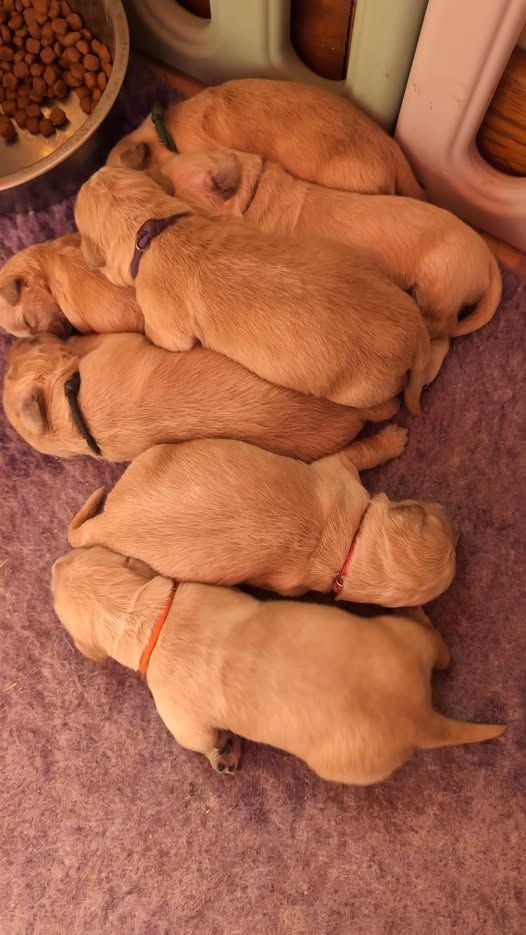 Des Puppys Goldens Love - Chiots disponibles - Golden Retriever