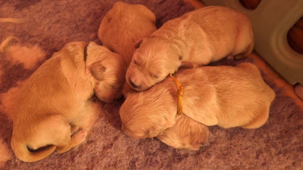 Des Puppys Goldens Love - Chiots disponibles - Golden Retriever