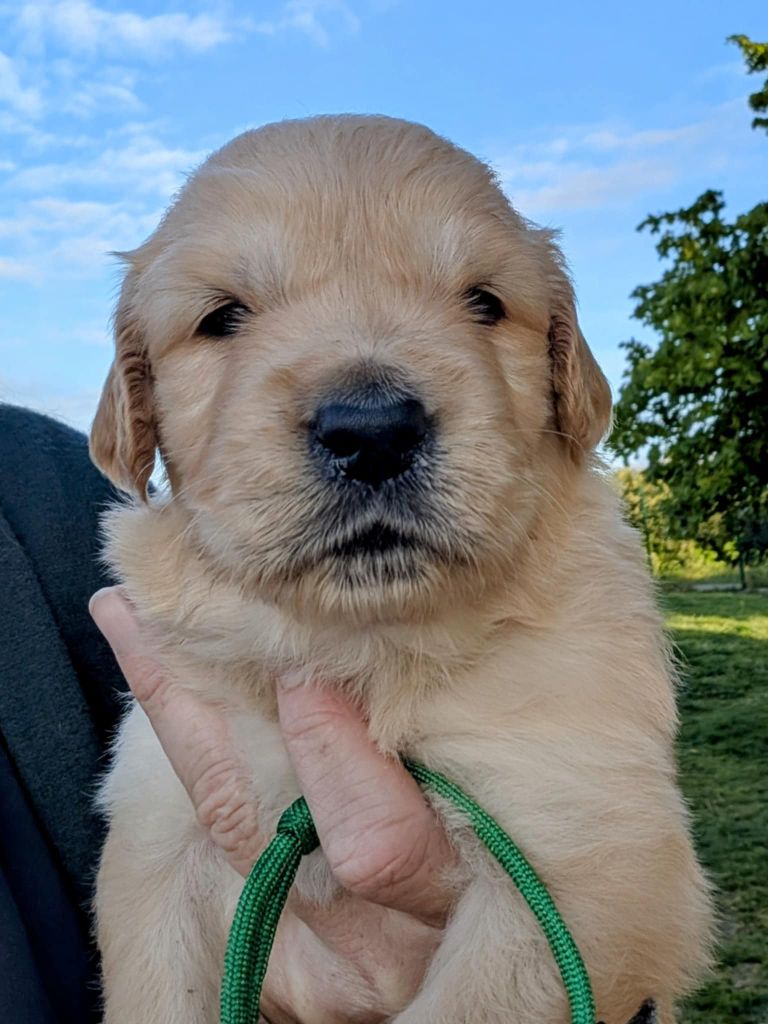 Des Puppys Goldens Love - Chiots disponibles - Golden Retriever
