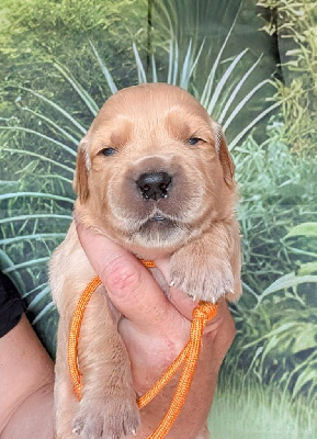 CHIOT