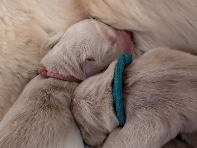 CHIOT