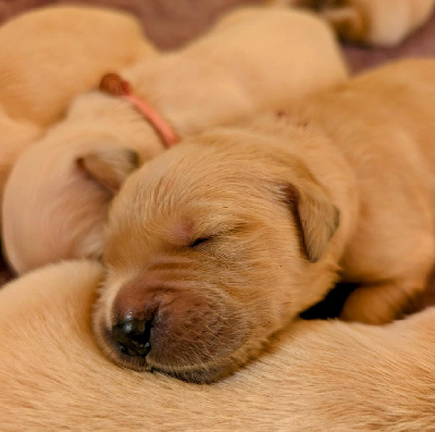 CHIOT