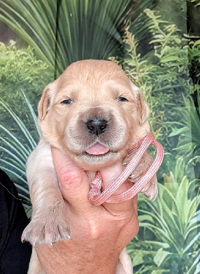 CHIOT