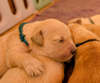 CHIOT
