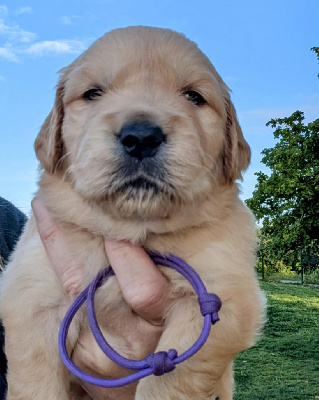 CHIOT