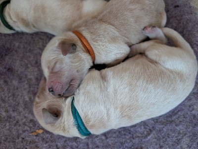 CHIOT