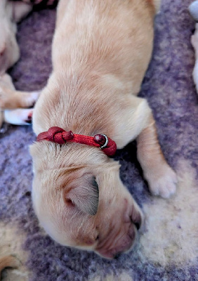 CHIOT