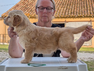 CHIOT