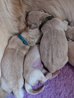 CHIOT