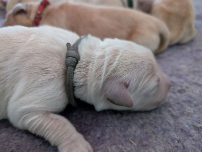 CHIOT