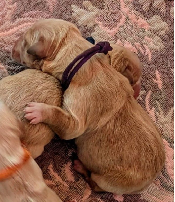 CHIOT