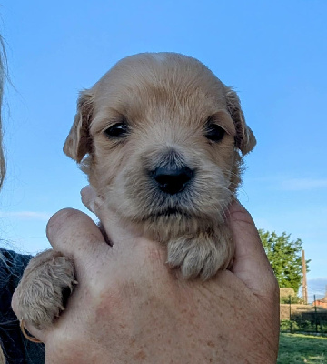 CHIOT