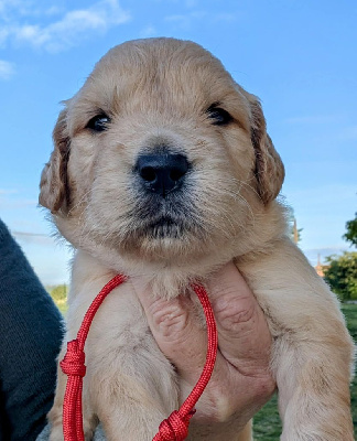CHIOT