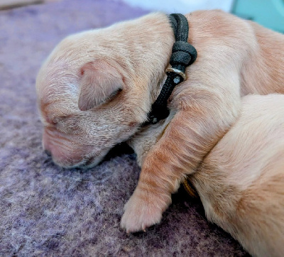 CHIOT