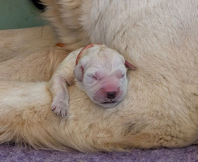 CHIOT