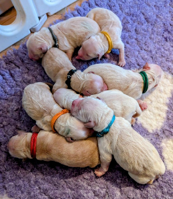 CHIOT