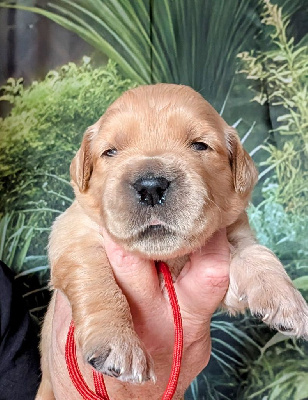 CHIOT