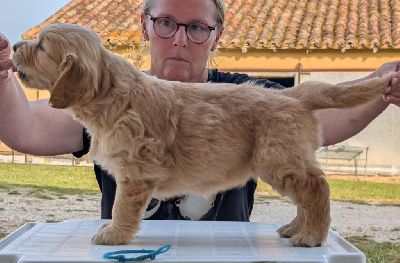 CHIOT