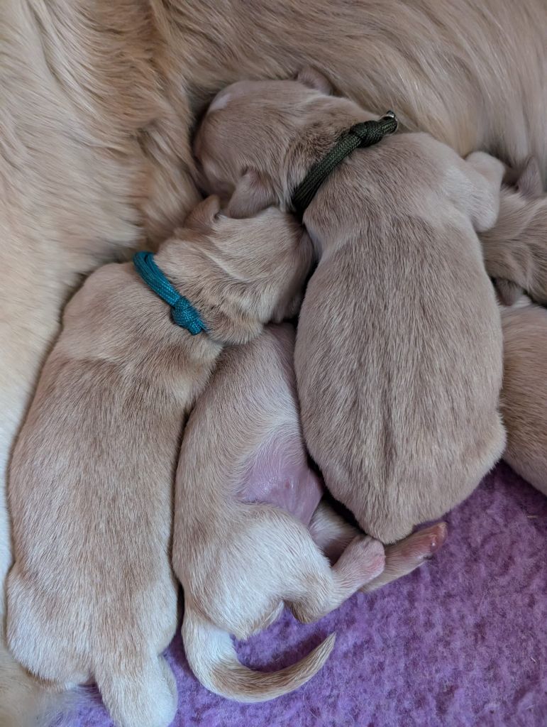 Des Puppys Goldens Love - Chiots disponibles - Golden Retriever