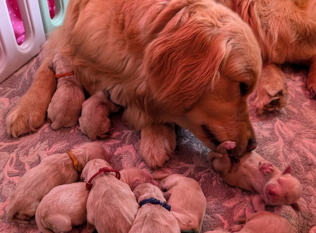 Des Puppys Goldens Love - Chiots disponibles - Golden Retriever
