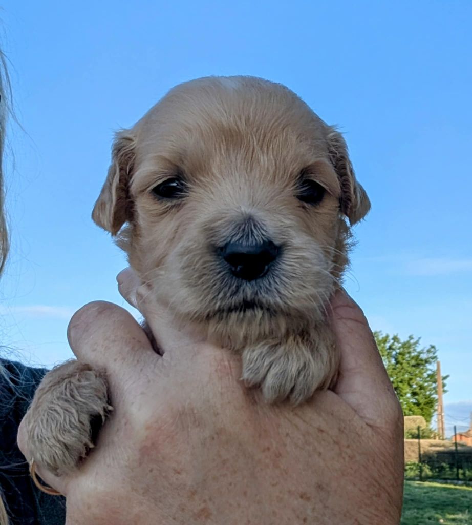 Des Puppys Goldens Love - Chiots disponibles - Golden Retriever