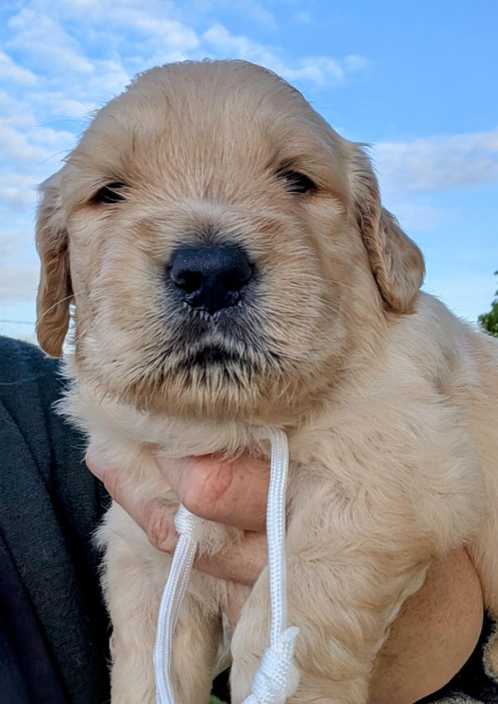 Des Puppys Goldens Love - Chiots disponibles - Golden Retriever