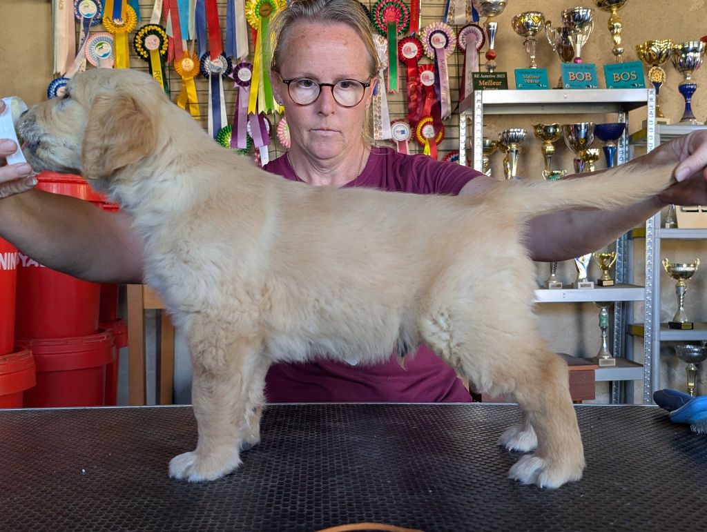 Des Puppys Goldens Love - Chiots disponibles - Golden Retriever