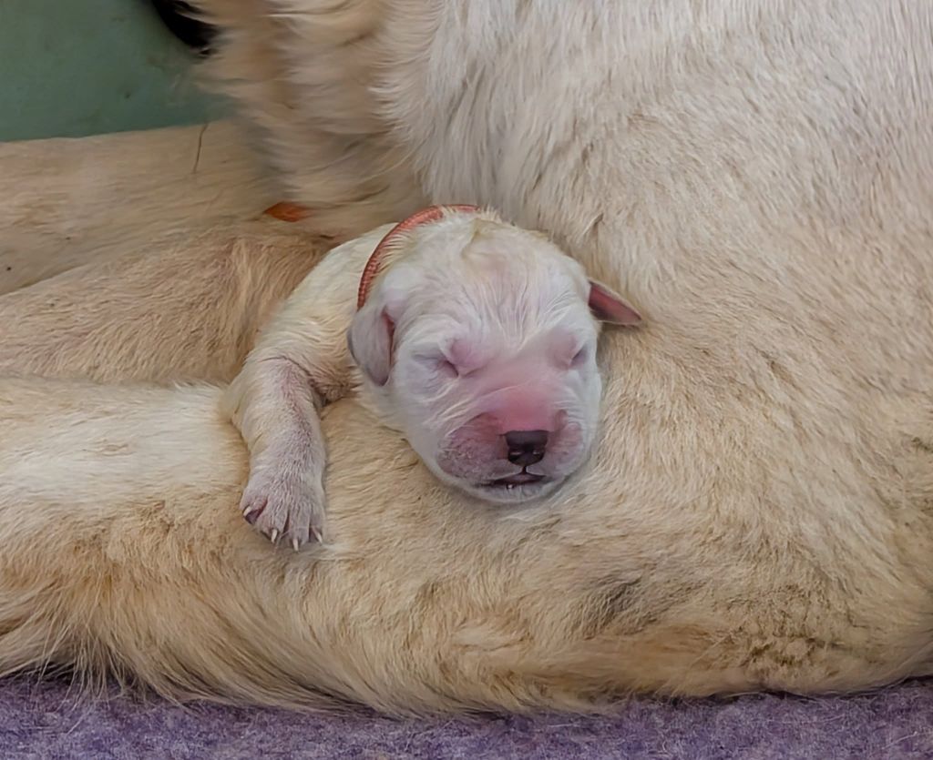 Des Puppys Goldens Love - Chiots disponibles - Golden Retriever