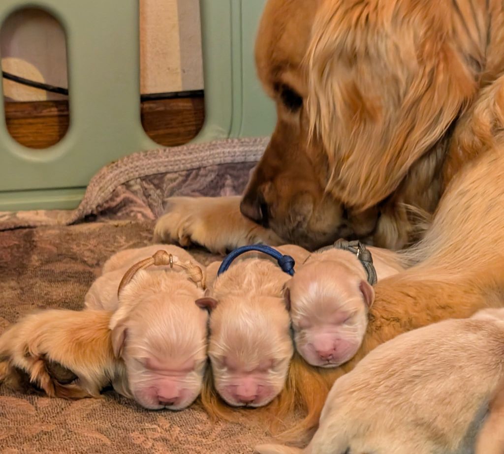 Des Puppys Goldens Love - Chiots disponibles - Golden Retriever