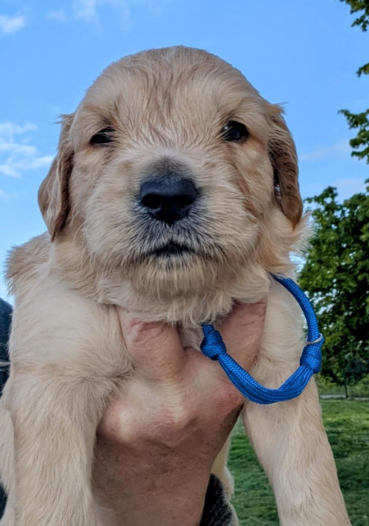 Des Puppys Goldens Love - Chiots disponibles - Golden Retriever
