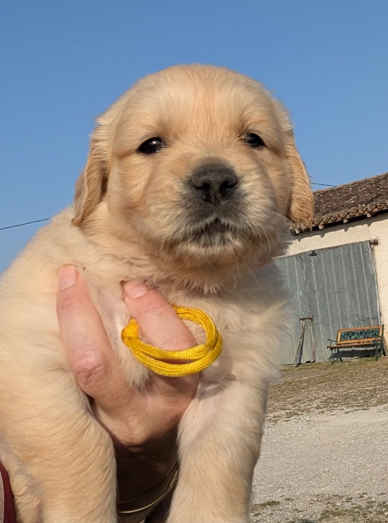 Des Puppys Goldens Love - Chiots disponibles - Golden Retriever
