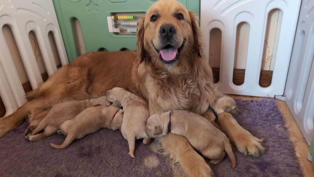 Des Puppys Goldens Love - Chiots disponibles - Golden Retriever