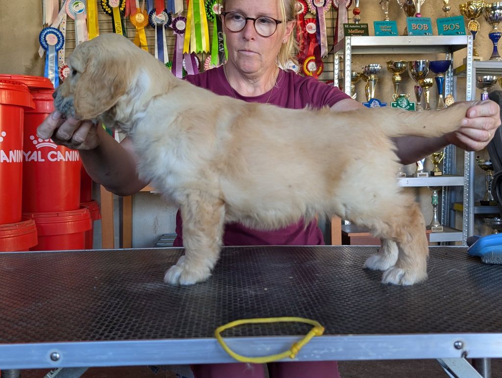 Des Puppys Goldens Love - Chiots disponibles - Golden Retriever