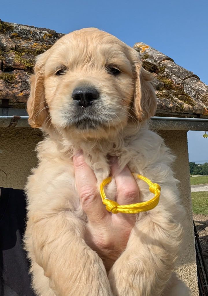 Des Puppys Goldens Love - Chiots disponibles - Golden Retriever