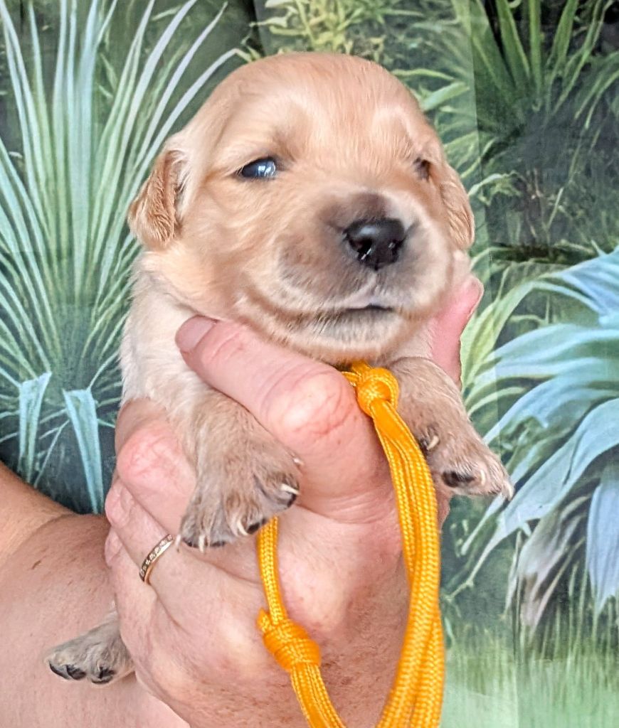 Des Puppys Goldens Love - Chiots disponibles - Golden Retriever