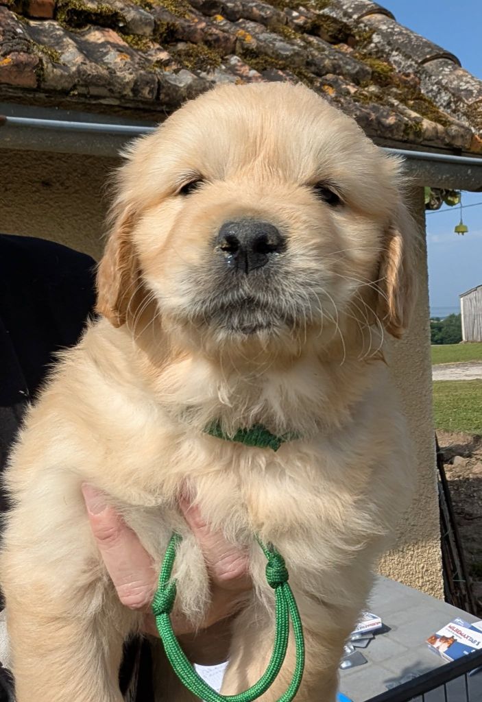 Des Puppys Goldens Love - Chiots disponibles - Golden Retriever