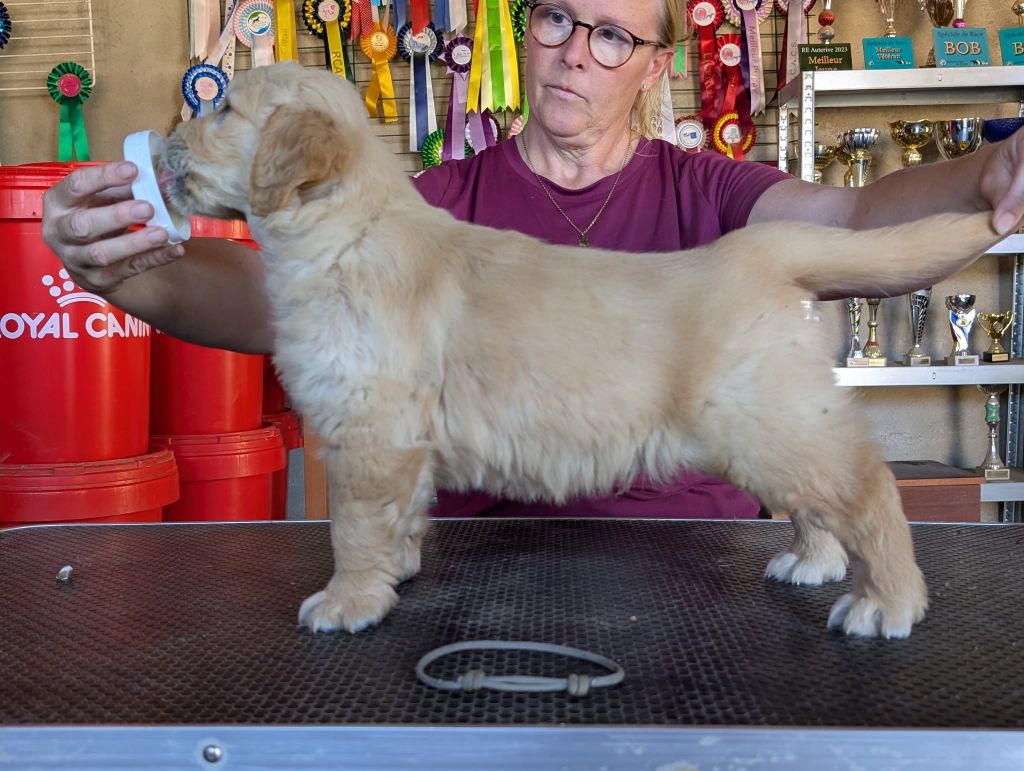 Des Puppys Goldens Love - Chiots disponibles - Golden Retriever