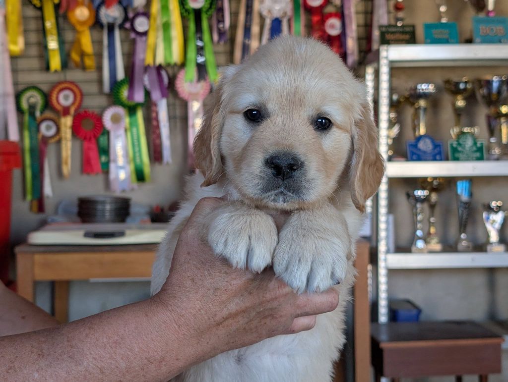 Des Puppys Goldens Love - Chiots disponibles - Golden Retriever