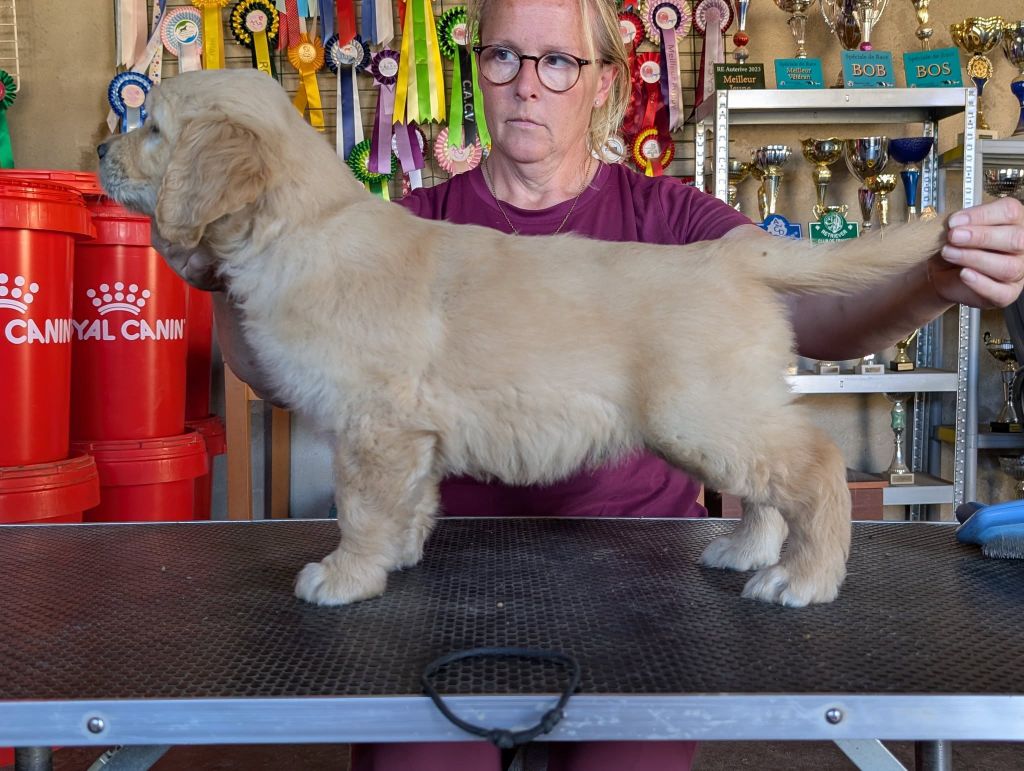 Des Puppys Goldens Love - Chiots disponibles - Golden Retriever