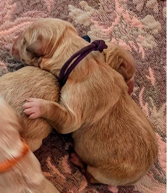 Des Puppys Goldens Love - Chiots disponibles - Golden Retriever
