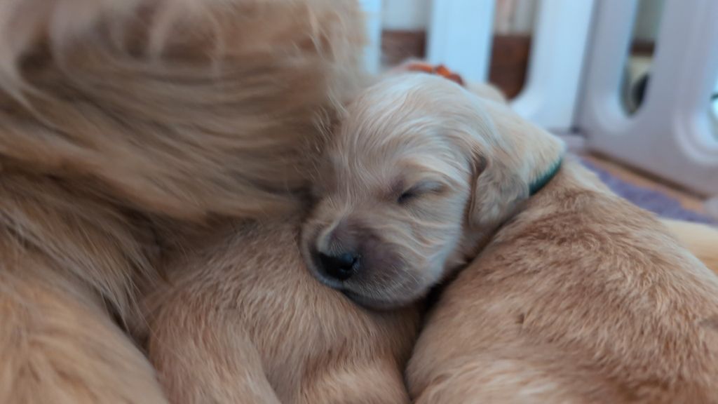 Des Puppys Goldens Love - Chiots disponibles - Golden Retriever